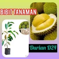 Bibit Durian D24