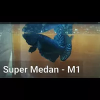 Ikan Cupang Aduan Medan Super