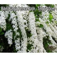 Bibit Bunga Petrea Putih - Tinggi 40cm
