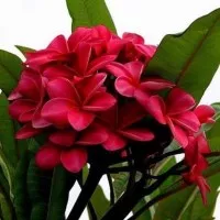 bibit Tanaman Red Bali Plumeria - 80 cm