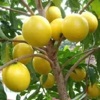 bibit buah! bibit tanaman buah tanaman sawo australia abiu big