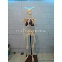 Kerangka Manusia Tinggi 150cm / Alat Peraga Tulang Manusia Kerangka