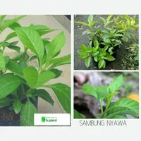 Bibit tanaman sambung nyawa (obat herbal)