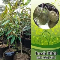 sh0p Bibit Pohon Tanaman Buah Durian Montong / Monthong