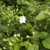 xna Ready Bibit Tanaman Bunga Melati Putih Harum Wangi - Benih / Biji