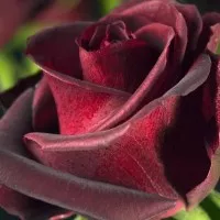 terbaik! bibit tanaman hidup bunga mawar hitam / black rose / dark red