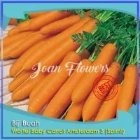 Bibit Tanaman Wortel Baby Carrot Amsterdam 3 Sprint Benih Bibit