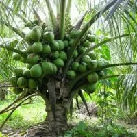 bibit pohon kelapa genjah entok-kelapa pendek