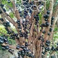 Terlaris Bibit Buah Anggur Brasil / Anggur Batang Jaboticaba Preco