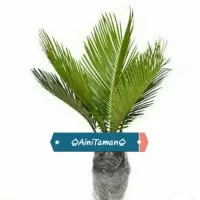 bibit palm sikas - pohon palem sikas - palm sikas