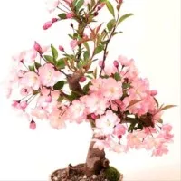 biji benih bunga bungur jepang cherry blossom