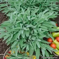 biji benih tanaman tumbuhan Benih-Bibit Herba Broadleaf Sage - Haira