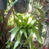 tanaman gantung wijaya kusuma / tanaman wijaya kusuma