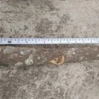 kayu lemo atau kilemo atau krangean panjang 33 cm