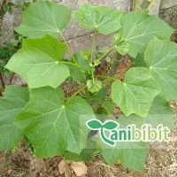 Bibit Tanaman Pohon Jarak Pagar - Daun Jarak Pagar