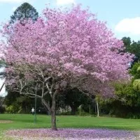 Bibit Tanaman Tabebuia Rosea Pink