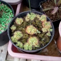 Drosera Burmanii