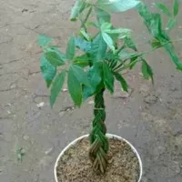 tanaman hias Pacira kepang 9 - pacira money tree - tanaman hoki