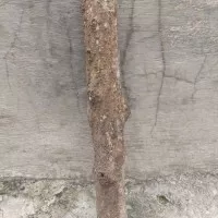 kayu lemo / kilemo / krangean asli asal gunung salak panjang 33 cm