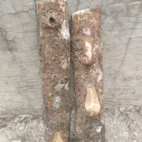kayu lemo / kilemo / krangean asli asal gunung salak panjang 22 cm