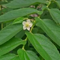 Daun Seri kersen Daun pohon cherry kersen, obat diabetes, obat gula