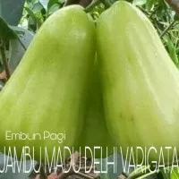 murah bibit buah jambu air madu delhi varigata rasa buah manis