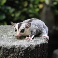 Sugar Glider JOEY White Face