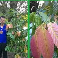 b1g bibit buah kepel unggul | ecer tanaman unik buah kepel murah