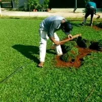 rumput gajah mini siap tanam - tukang taman