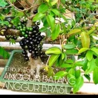 Terlaris Bibit buah Anggur Brasil / Anggur Batang Jaboticaba PRECO gsp