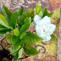 Tanaman Hias Gardenia Augusta - tanaman Kaca piring bunga putih wangi