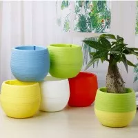 Mini Pot Bunga Hias Kaktus dan Tanaman kecil 5 PCS Multi Color