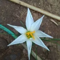 Pusat Jual Tanaman hias kucai tulip bunga putih kucai bunga