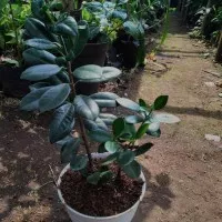 tanaman hias beringin korea|bahan bonsai + pot