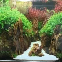 Wallpaper background gambar aquarium aquascape 30cm per roll 15m
