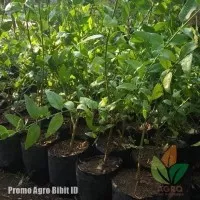 Bibit Pohon Kayu Siwak Stek 20 cm