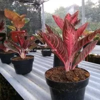Tanaman Hias Indoor Aglonema Red Sumatra + Pot