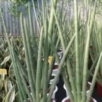 Tanaman Sansevieria Tombak Cylindrica Bojer Jumbo