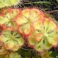 Drosera Burmanii ( Tanaman Hidup Bukan Biji )