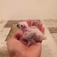 BURUNG SUN CONURE BABY