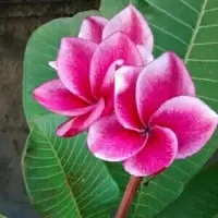 Bibit Tanaman Hias Plumeria Red Rose Berakar