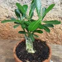 POHON BONSAI ADENIUM-bibit pohon bonsai adenium kamboja jepang