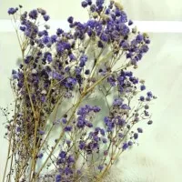 import Baby Breath purple/ dried flower purple