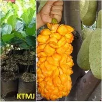 Bibit Tanaman Pohon Nangkadak Nangka Dak Hasil Okulasi Jaminan Asli