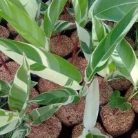 tanaman heliconia varigata tanaman pisang pisangan putih
