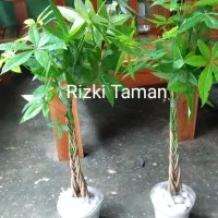 Pachira aquatica money tree kepang 9 plus pot & batu putih