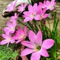 Tanaman hias Kucai tulip Bunga pink