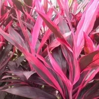 tanaman hias hanjuang merah - andong merah - HANJUANG MERAH