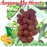 BIBIT ANGGUR IMPORT MY HEART