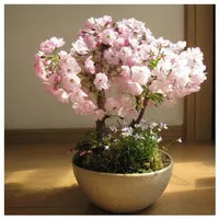 bibit biji benih bonsai bunga bungur putih